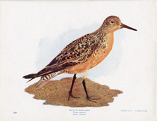 KNOT OR ROBIN SNIPE