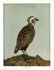 MASSINA PARTRIDGE