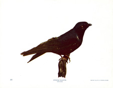 PURPLE MARTIN