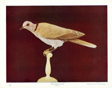 RING-NECKED DOVE