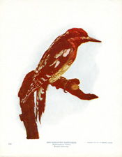 RED-BREASTED SAPSUCKER