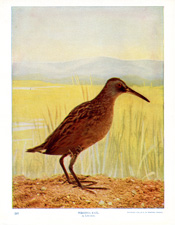 VIRGINIA RAIL