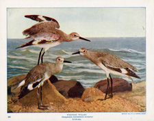 WESTERN WILLET