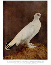 WILLOW PTARMIGAN