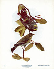 AUDUBON'S WARBLER