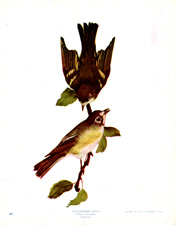 BLUE-HEADED VIREO