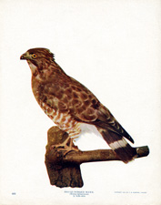 BROAD-WINGED HAWK