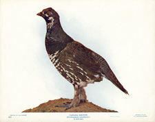 CANADA GROUSE