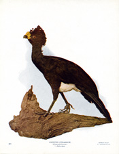 CRESTED CURASSOW