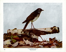 GRAY-CHEEKED THRUSH