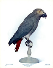 GRAY PARROT (AFRICA)