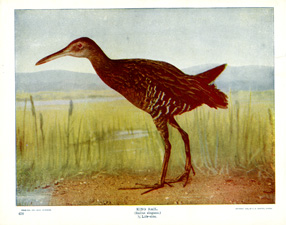 KING RAIL