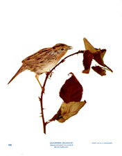 LECONTE'S SPARROW