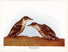 MARBLED MURRELET