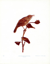 SHORT-BILLED MARSH WREN