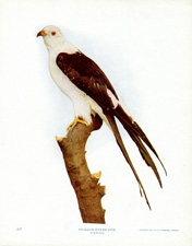 SWALLOW-TAILED KITE