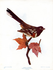 ARCTIC TOWHEE