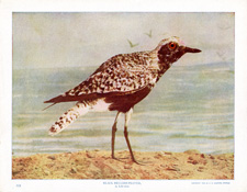 BLACK-BELLIED PLOVER