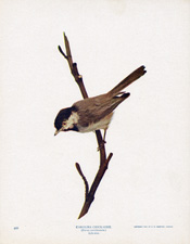 CAROLINA CHICKADEE