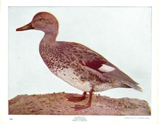 GADWALL [DUCK]