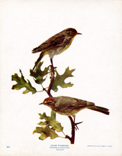 PALM WARBLER