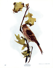 REDPOLL