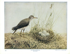 SPOTTED SANDPIPER