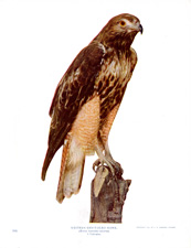 WESTERN RED-TAILED HAWK