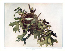 NEST OF THE AMERICAN GOLDFINCH