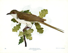 BLACK-BILLED CUCKOO