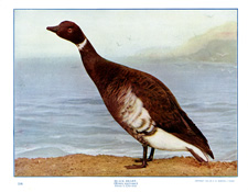 BLACK BRANT