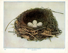 NEST OF THE CEDAR WAXWING