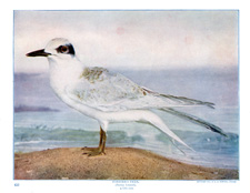 FORSTER'S TERN