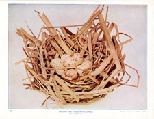 NEST OF THE FLORIDA GALLINULE