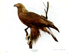 GOLDEN EAGLE