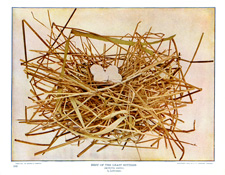 NEST OF THE LEAST BITTERN