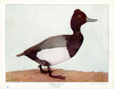 LESSER SCAUP DUCK