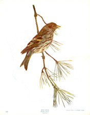 PINE SISKIN