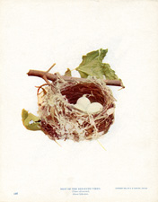 NEST OF THE RED-EYED VIREO