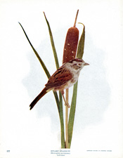 SWAMP SPARROW