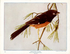 WHITE-EYED TOWHEE