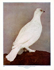 WHITE-TAILED PTARMIGAN (WINTER PLUMAGE)