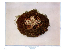 NEST OF THE WILSON PHALAROPE