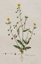 (Spotted-flowered Cistus)