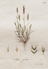 Aira praecox (Hair Grass)