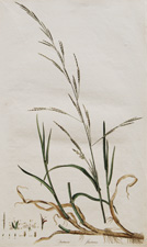 (Flote Fescue Grass)