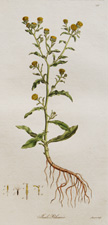 (Small Fleabane)