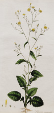 NIPPLEWORT