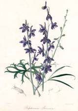 Delphinium Puniceum