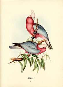 John Gould bird print, circa 1930-1940